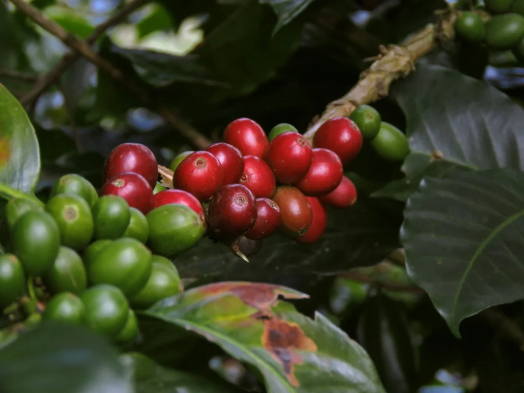 colombian coffee​