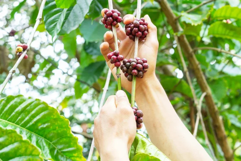 colombian coffee​