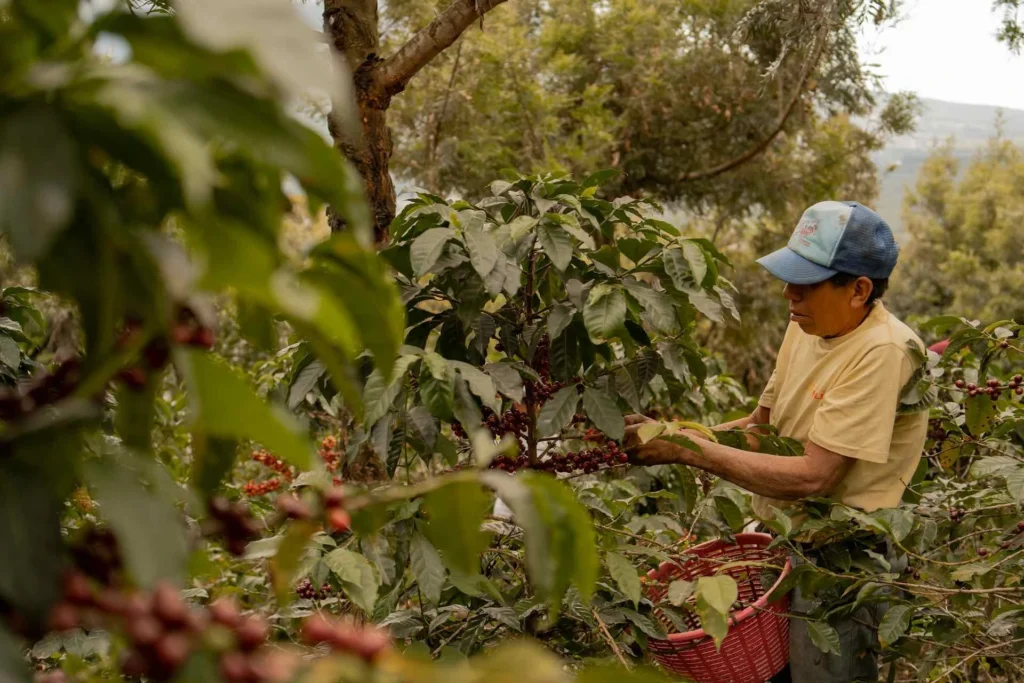 colombian coffee​